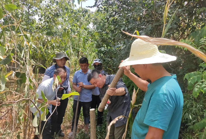 省林科院冉景丞研究员率队赴仁怀调研山桐子病虫害情况1_副本.jpg