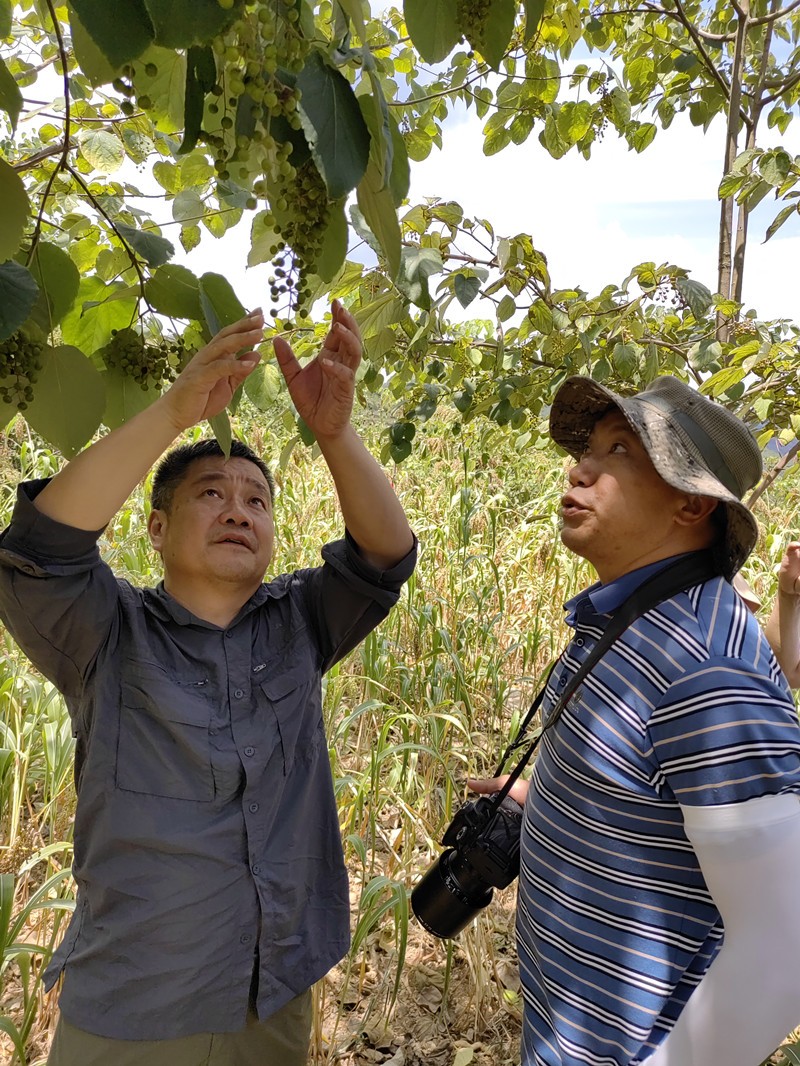 省林科院冉景丞研究员率队赴仁怀调研山桐子病虫害情况2_副本.jpg